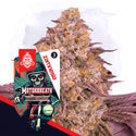 Motorbreath Autoflower (Zamnesia Seeds) Feminiserede