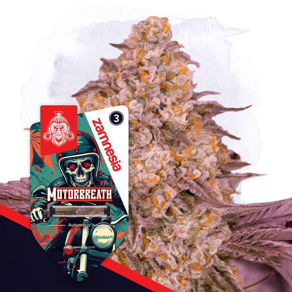 Motorbreath Autoflower (Zamnesia Seeds) Feminiserede