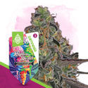 Rainbow Sherbet (Zamnesia Seeds) Feminiserede