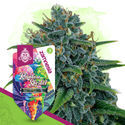Rainbow Sherbet Autoflower (Zamnesia Seeds) Feminiserede