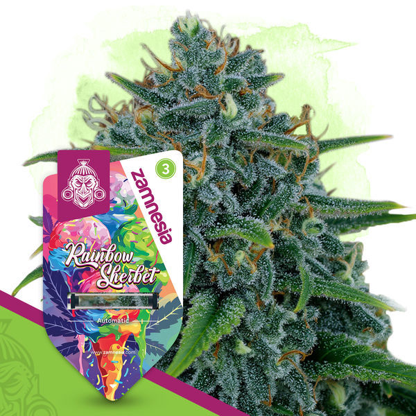 Rainbow Sherbet Autoflower (Zamnesia Seeds) Feminiserede