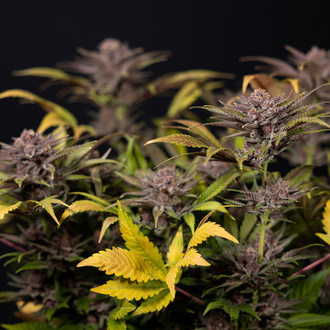 Rainbow Sherbet Autoflower (Zamnesia Seeds) Feminiserede