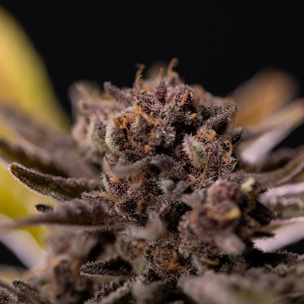 Rainbow Sherbet Autoflower (Zamnesia Seeds) Feminiserede