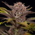 Rainbow Sherbet Autoflower (Zamnesia Seeds) Feminiserede