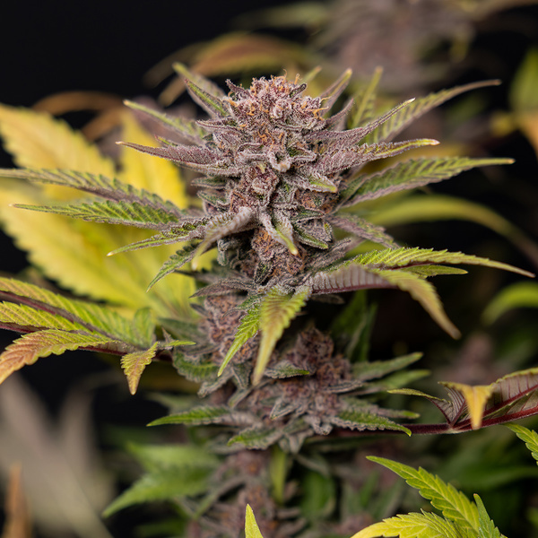 Rainbow Sherbet Autoflower (Zamnesia Seeds) Feminiserede