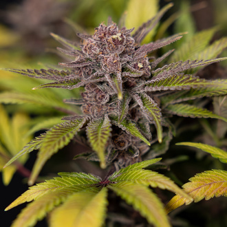 Rainbow Sherbet Autoflower (Zamnesia Seeds) Feminiserede
