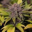 Rainbow Sherbet Autoflower (Zamnesia Seeds) Feminiserede