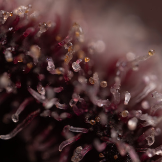 Rainbow Sherbet Autoflower (Zamnesia Seeds) Feminiserede