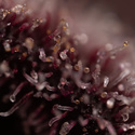Rainbow Sherbet Autoflower (Zamnesia Seeds) Feminiserede