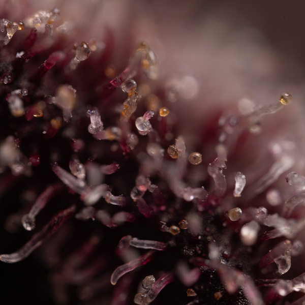 Rainbow Sherbet Autoflower (Zamnesia Seeds) Feminiserede
