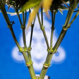 Rainbow Sherbet Autoflower (Zamnesia Seeds) Feminiserede