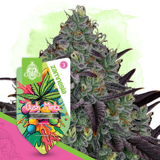 Gush Mintz (Zamnesia Seeds) Feminiserede