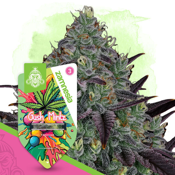 Gush Mintz (Zamnesia Seeds) Feminiserede