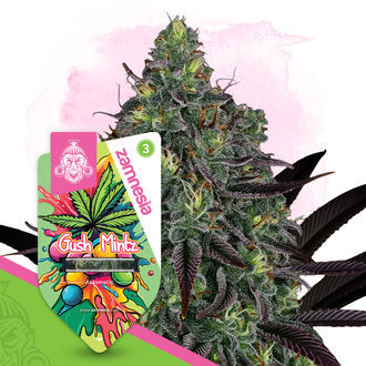 Gush Mintz Autoflower (Zamnesia Seeds) Feminiserede