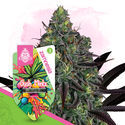 Gush Mintz Autoflower (Zamnesia Seeds) Feminiserede