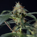 Gush Mintz Autoflower (Zamnesia Seeds) Feminiserede