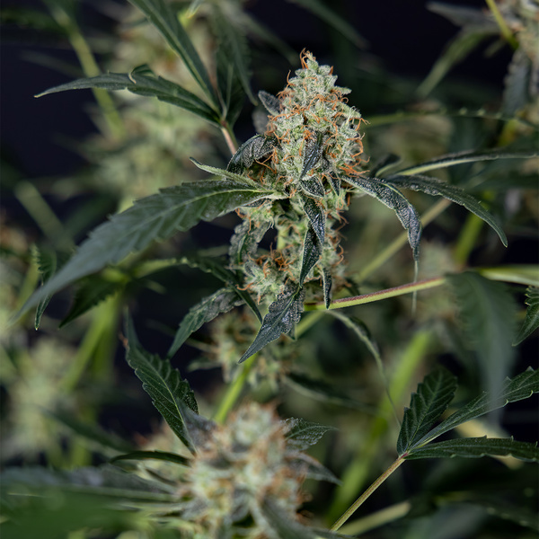 Gush Mintz Autoflower (Zamnesia Seeds) Feminiserede