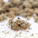 Gush Mintz Autoflower (Zamnesia Seeds) Feminiserede