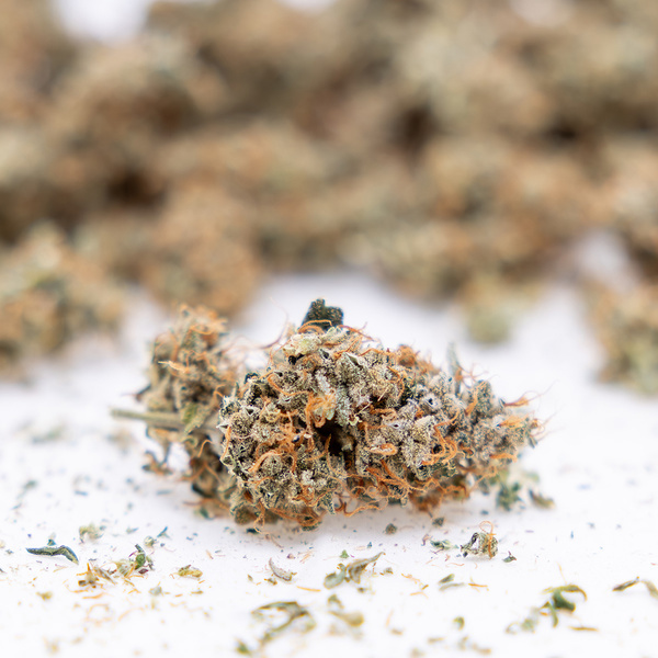 Gush Mintz Autoflower (Zamnesia Seeds) Feminiserede
