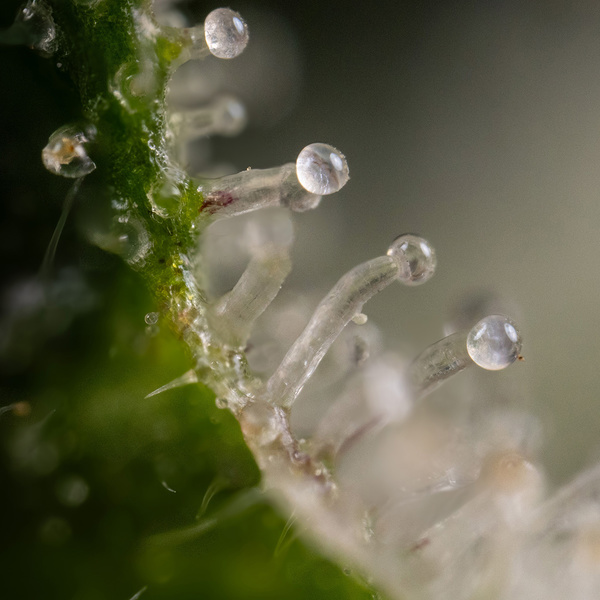 Gush Mintz Autoflower (Zamnesia Seeds) Feminiserede