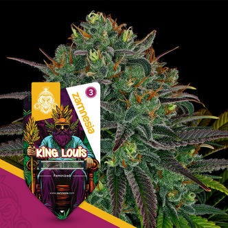 King Louis (Zamnesia Seeds) feminiserede cannabisfr&oslash;