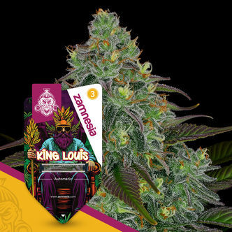 King Louis Automatic (Zamnesia Seeds) feminiserede cannabisfr&oslash;