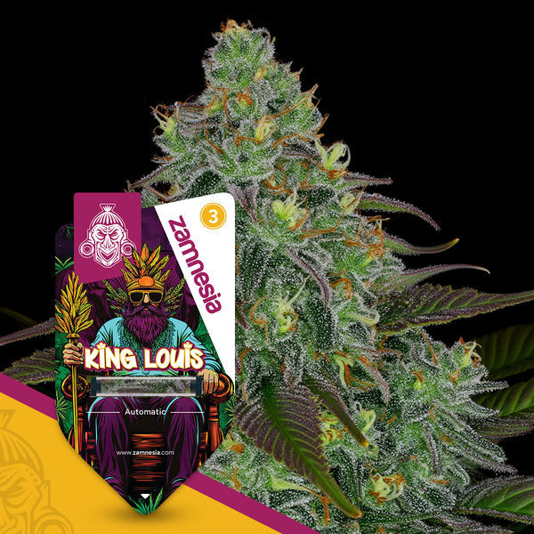 King Louis Autoflower (Zamnesia Seeds) Feminiserede