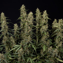 King Louis Autoflower (Zamnesia Seeds) Feminiserede