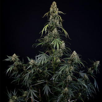 King Louis Autoflower (Zamnesia Seeds) Feminiserede