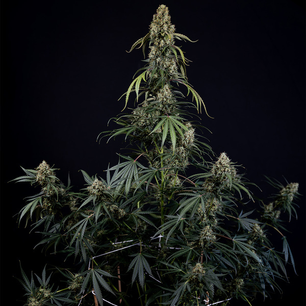 King Louis Autoflower (Zamnesia Seeds) Feminiserede