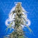 King Louis Autoflower (Zamnesia Seeds) Feminiserede