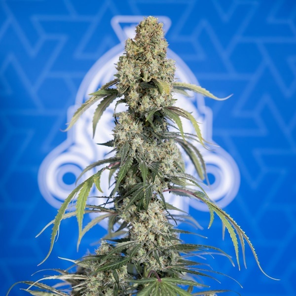 King Louis Autoflower (Zamnesia Seeds) Feminiserede