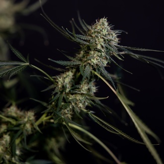 King Louis Autoflower (Zamnesia Seeds) Feminiserede