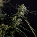 King Louis Autoflower (Zamnesia Seeds) Feminiserede