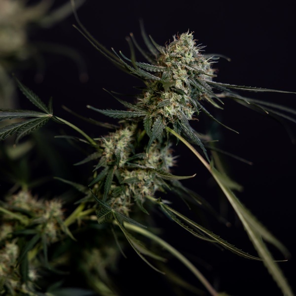 King Louis Autoflower (Zamnesia Seeds) Feminiserede