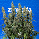 King Louis Autoflower (Zamnesia Seeds) Feminiserede