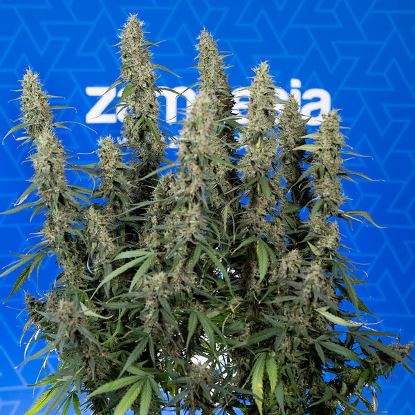 King Louis Autoflower (Zamnesia Seeds) Feminiserede