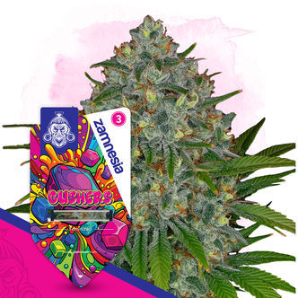 Gushers (Zamnesia Seeds) feminiserede
