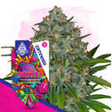 Gushers (Zamnesia Seeds) Feminiserede