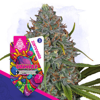 Gushers Autoflower (Zamnesia Seeds) Feminiserede