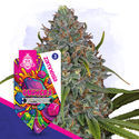 Gushers Autoflower (Zamnesia Seeds) Feminiserede