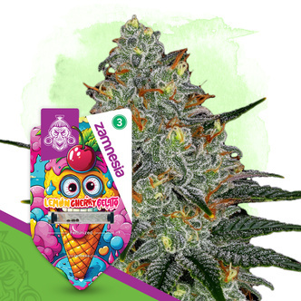 Lemon Cherry Gelato (Zamnesia Seeds) feminiserede cannabisfr&oslash;