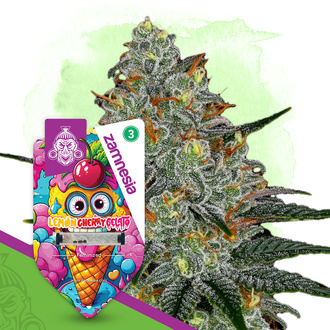 Lemon Cherry Gelato (Zamnesia Seeds) Feminiserede