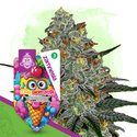 Lemon Cherry Gelato (Zamnesia Seeds) Feminiserede