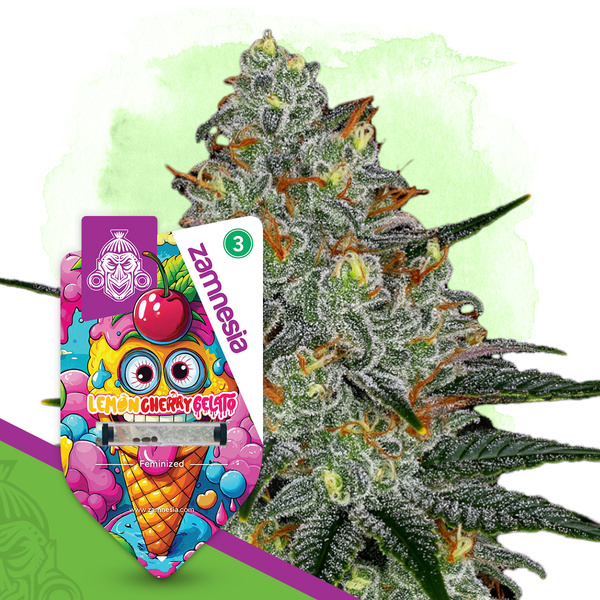 Lemon Cherry Gelato (Zamnesia Seeds) Feminiserede