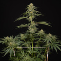 Lemon Cherry Gelato (Zamnesia Seeds) Feminiserede