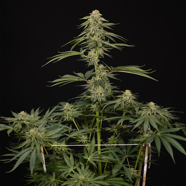 Lemon Cherry Gelato (Zamnesia Seeds) Feminiserede