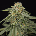 Lemon Cherry Gelato (Zamnesia Seeds) Feminiserede