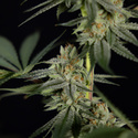 Lemon Cherry Gelato (Zamnesia Seeds) Feminiserede