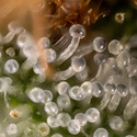 Lemon Cherry Gelato (Zamnesia Seeds) Feminiserede
